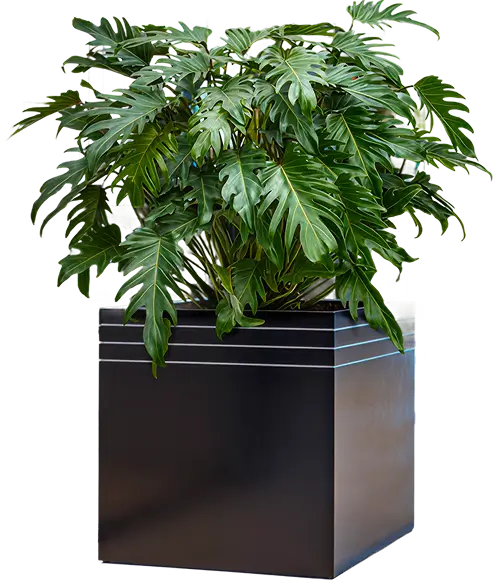 Kantoorplanten maken het verschil