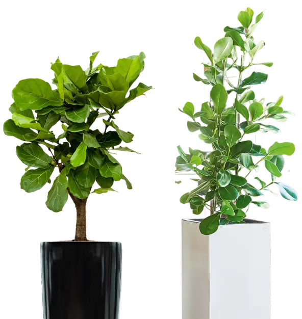 Decoratieve interieurbeplanting