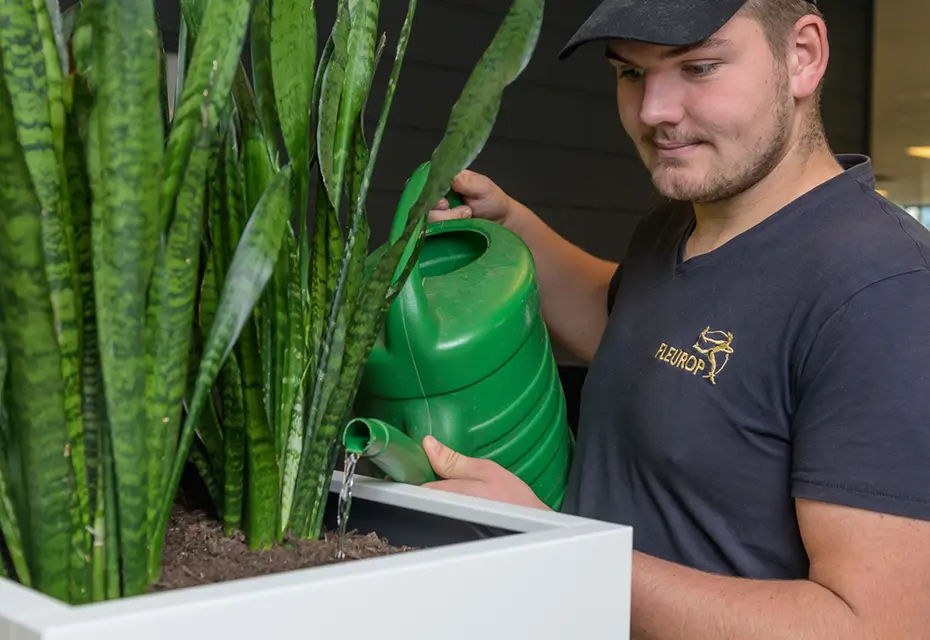Vakkundig onderhoud door Spaansen Interieurbeplanting