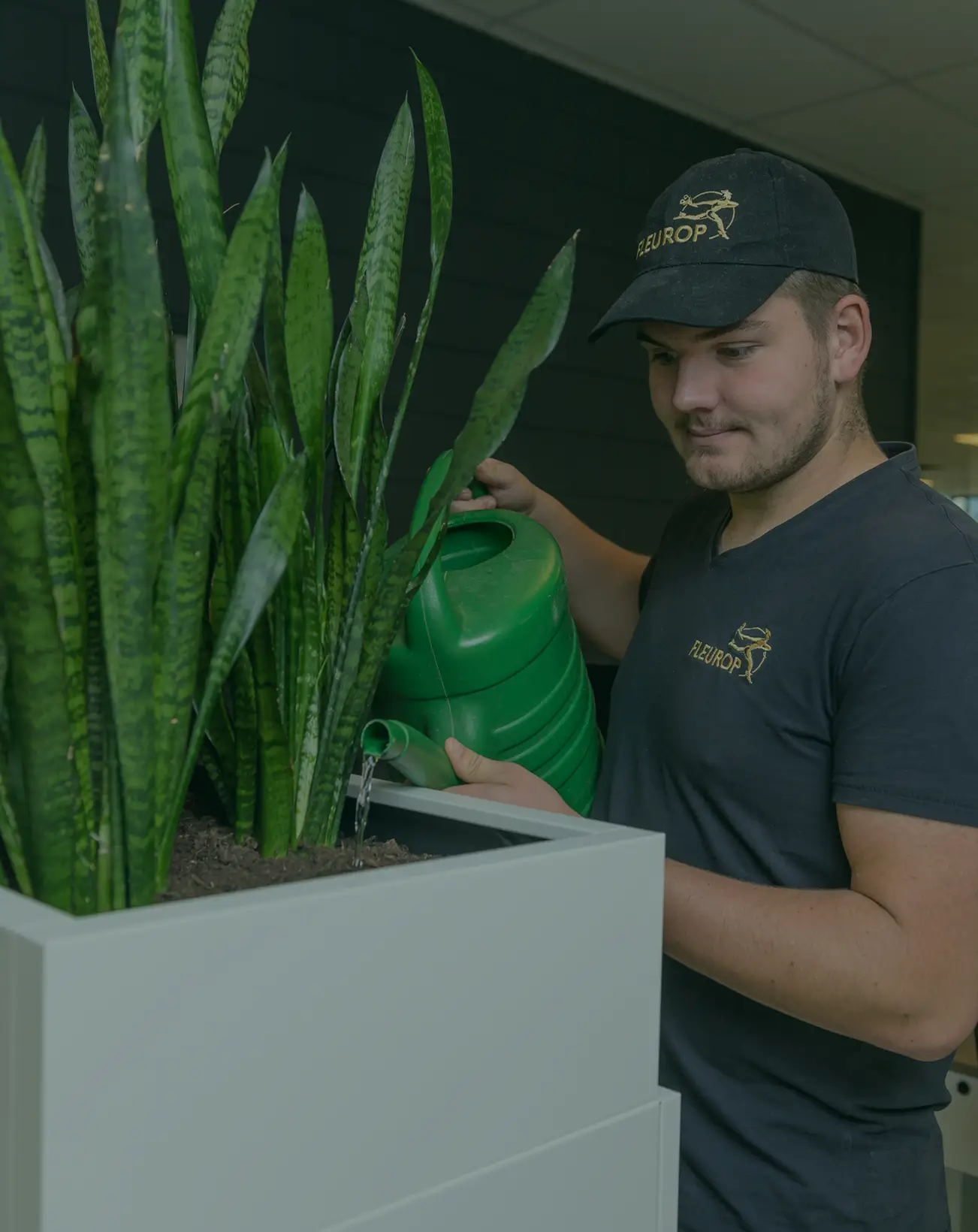 Onderhoud Interieurbeplanting en kantoorbeplanting