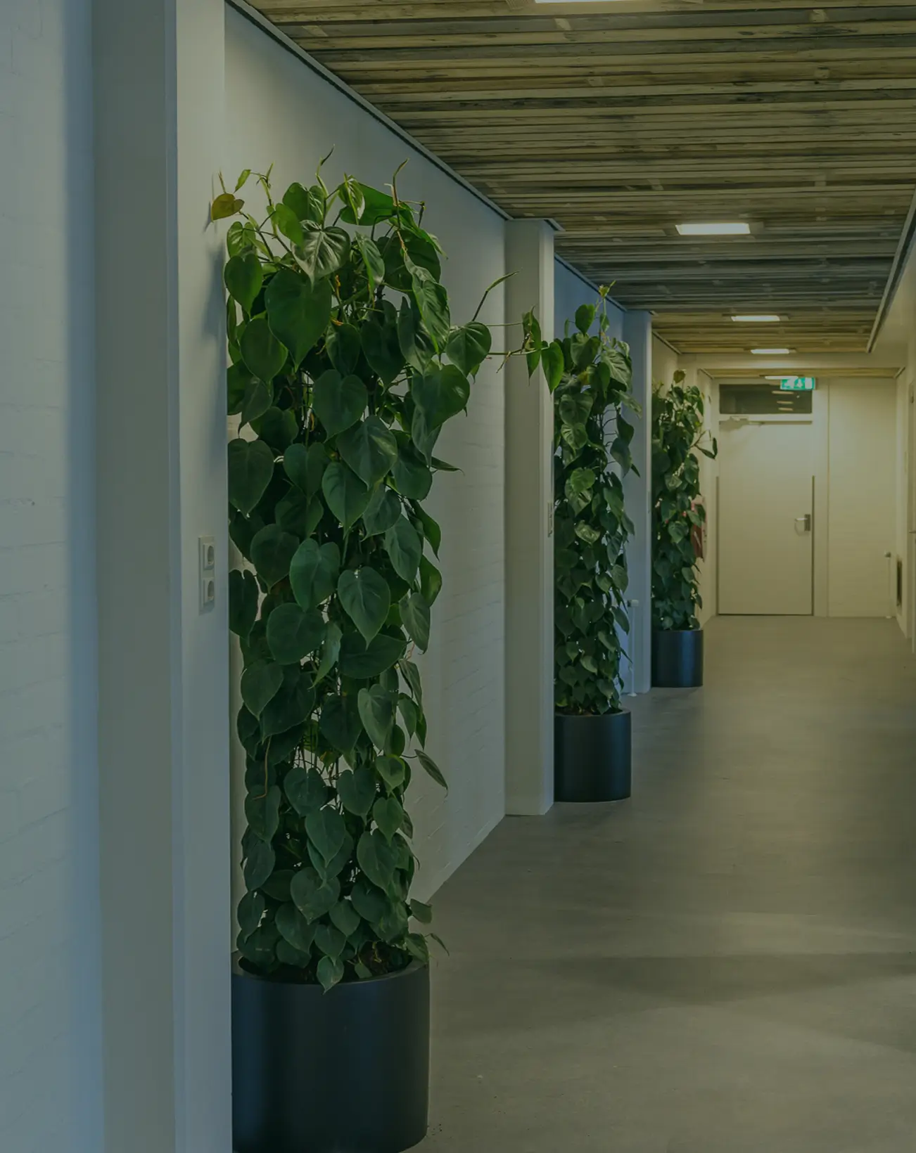 Interieurbeplanting bij de Ondernemerstuin in Alkmaar